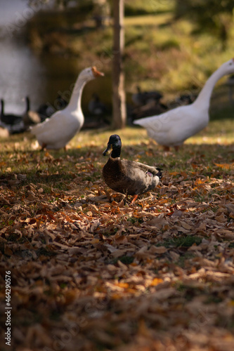 Ducks in Autumn