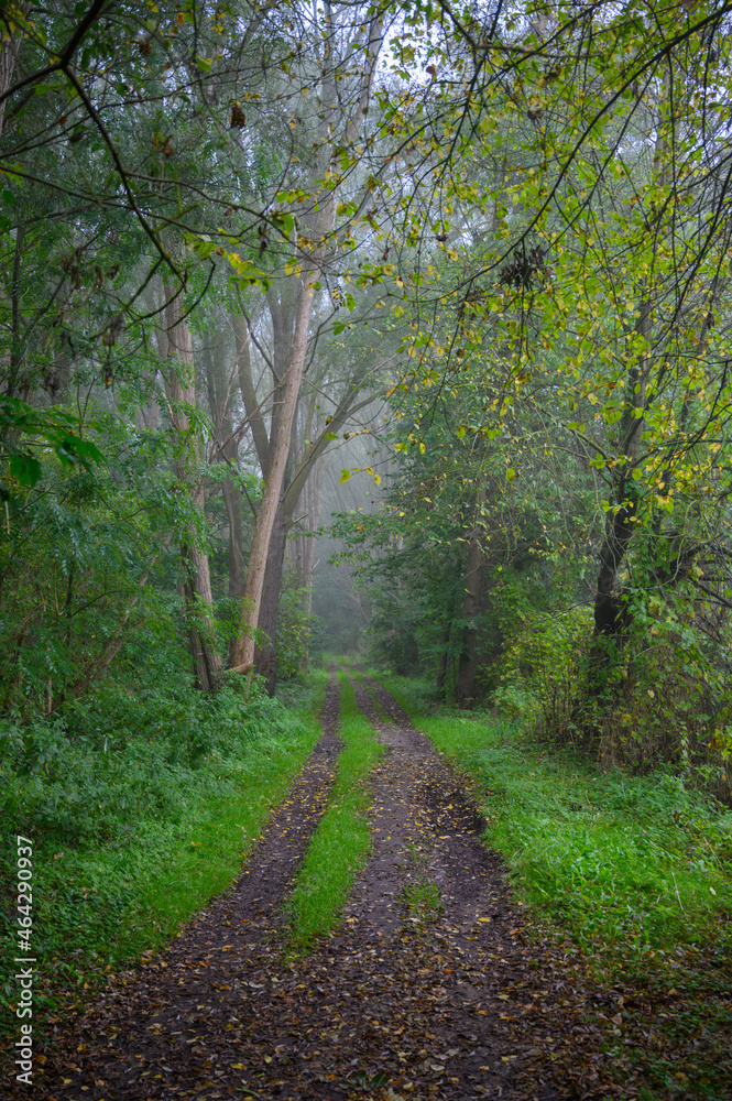 Herbststimmung im Laubwald Schaalsee