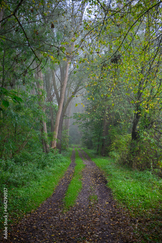 Herbststimmung im Laubwald Schaalsee