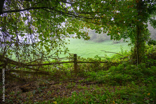 Herbststimmung im Laubwald Schaalsee