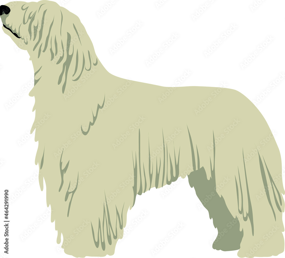 The Komondor (the Hungarian sheepdog) Colored Vector Illustration