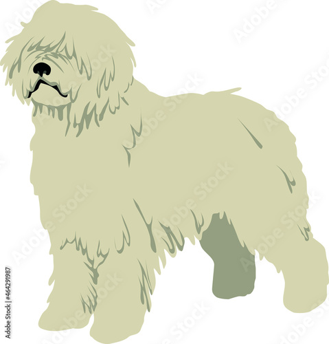 The Komondor (the Hungarian sheepdog) Colored Vector Illustration