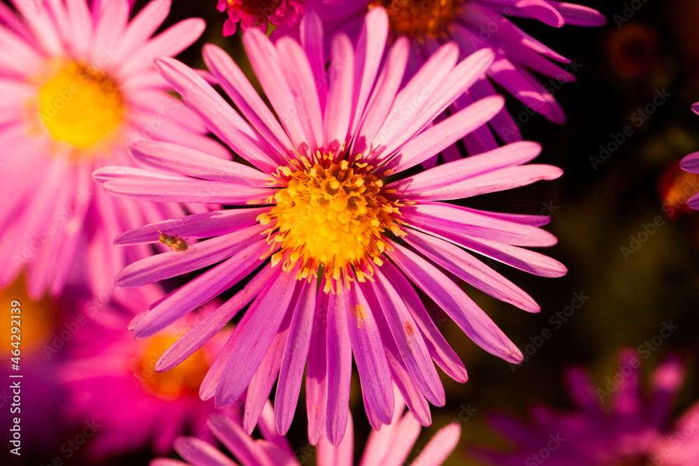 One beautiful colorful flower close-up.
One beautiful colorful flower close-up.