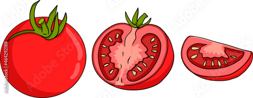 Hand drawn colorful red tomato. Vector illustration isolated on white background. Realism vegetable.