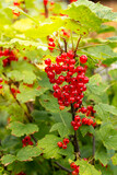 Red currant bush with bright red berries close up