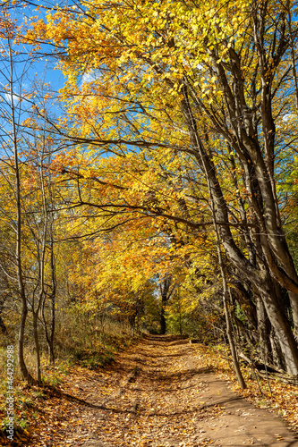 Fall Colors of Mono Cliffs Provincial Park in Ontario showing Autumn forest with yellow green foliage on the trees and brown on the pathway.