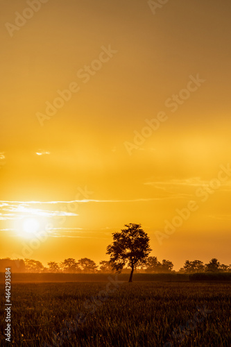 Landscape scenic view of a field in India. Silhouette tree in India with sunset. Tree silhouetted against the setting sun. Dark tree on open fields dramatic sunrise.