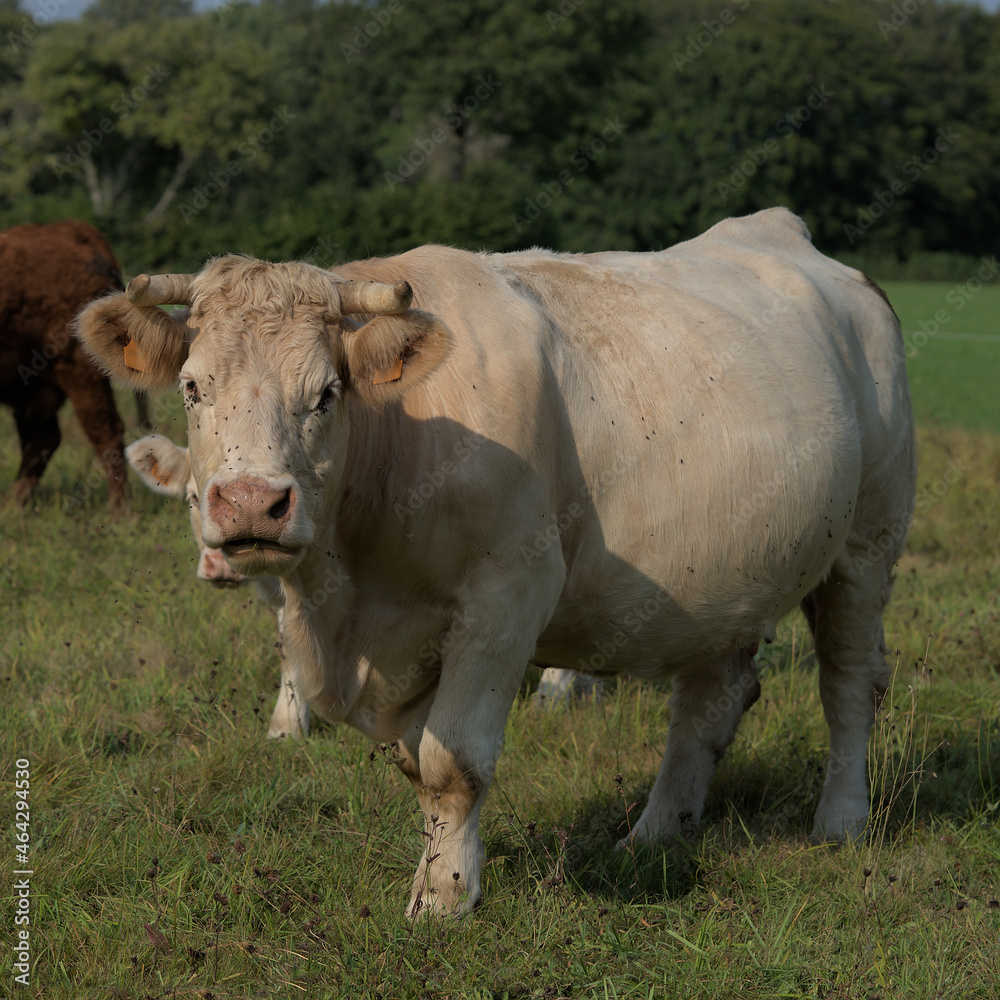 white Charolais cow in a meadow in Auvergne white Charolais cow in a meadow in Auvergne