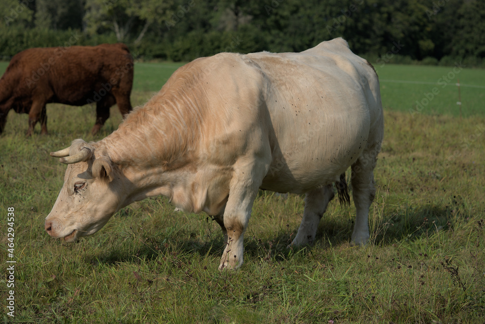 white Charolais cow in a meadow in Auvergne white Charolais cow in a meadow in Auvergne