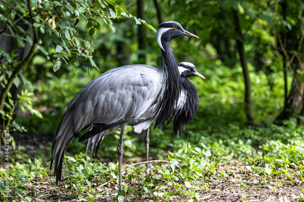 Fototapeta premium Demoiselle Crane, Anthropoides virgo are living in the bright green meadow during the day time