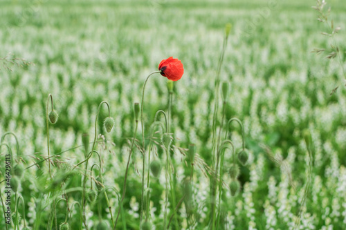 red poppy flower  in a field