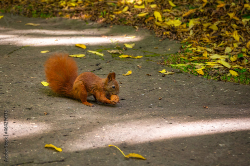 A squirrel looking for nuts in the autumnal park photo