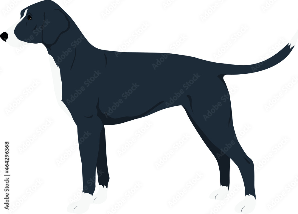 Stephens Stock Mountain Cur Colored vector Illustration