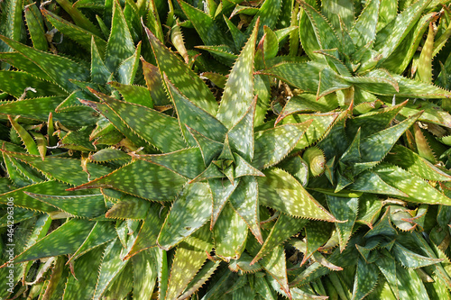 Top view of aloe maculata under sunlight photo