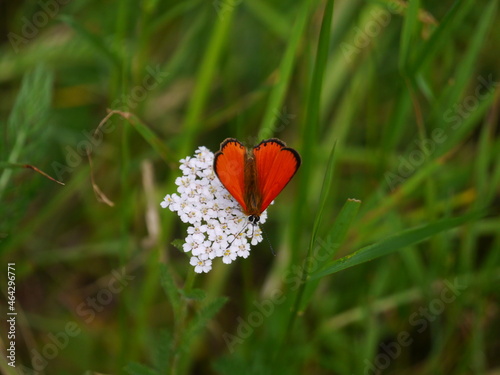 czerwończyk dukacik .czerwony motyl na białym kwiatku