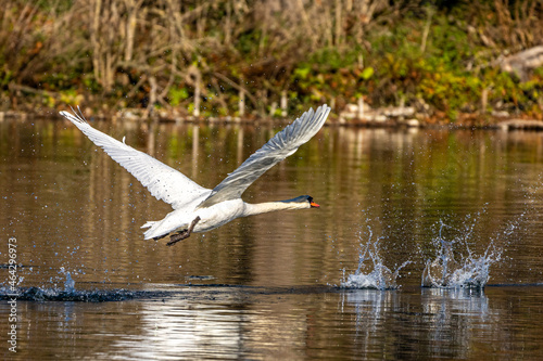 Mute swan, Cygnus olor swimming on a lake © rudiernst