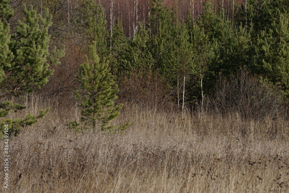 The edge of the autumn forest. Only the fir trees remain green. The edge of the autumn forest. Only the fir trees remain green.