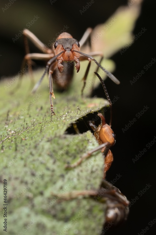 ant Formica polyctena on a leaf ant Formica polyctena on a leaf