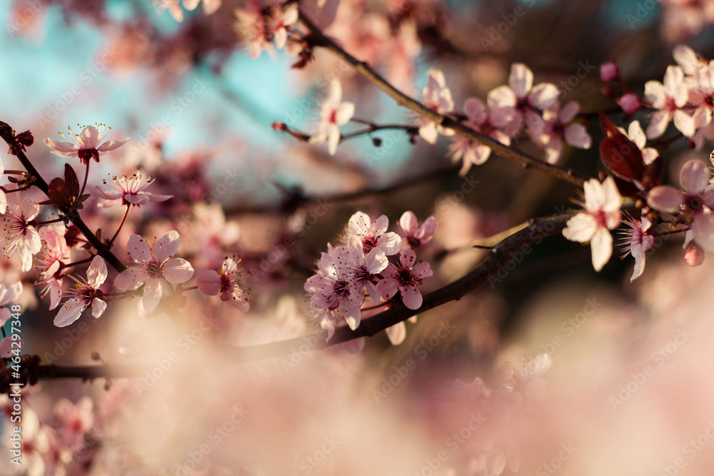cherry blossom spring pink flowers close up bokeh beautiful wallpaper