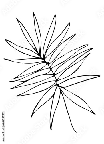 Leaves contour  hand drawn vector drawing