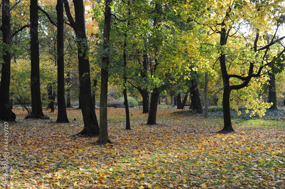 Autumn colors of foliage of leaves on trees in a park in fallaAutumn colors of foliage of leaves on trees in a park in fall (Lazienki (Royal Baths) Park, Warsaw, Poland) Autumn colors of foliage of leaves on trees in a park in fallaAutumn colors of foliage of leaves on trees in a park in fall (Lazienki (Royal Baths) Park, Warsaw, Poland)