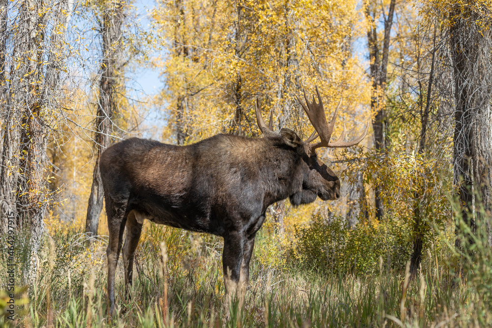 Bull Shiras Moose During the Rut in Wyoming in Autumn Bull Shiras Moose During the Rut in Wyoming in Autumn