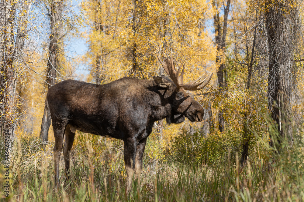 Fototapeta premium Bull Shiras Moose During the Rut in Wyoming in Autumn