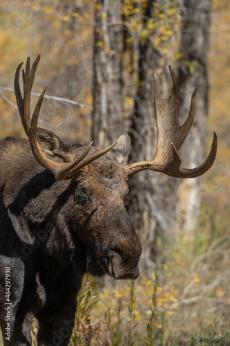 Bull Shiras Moose During the Rut in Wyoming in Autumn © natureguy