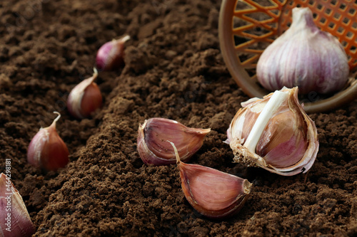Planting garlic in the vegetable garden. Autumn gardening