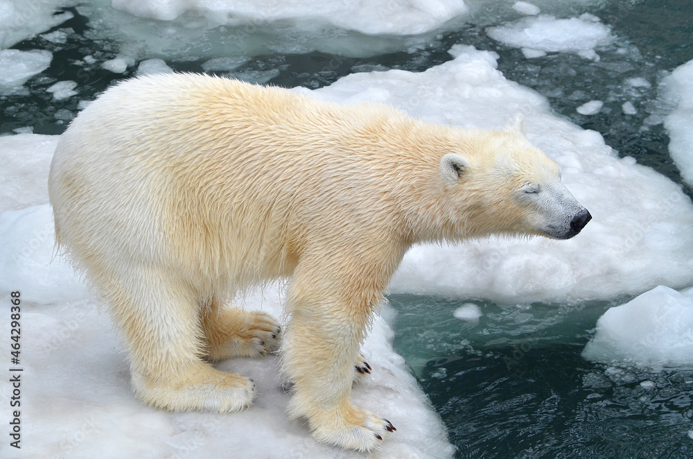 polar bear in the snow polar bear in the snow