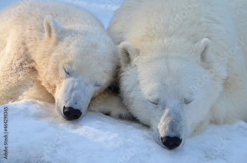 Polar bears are sleeping