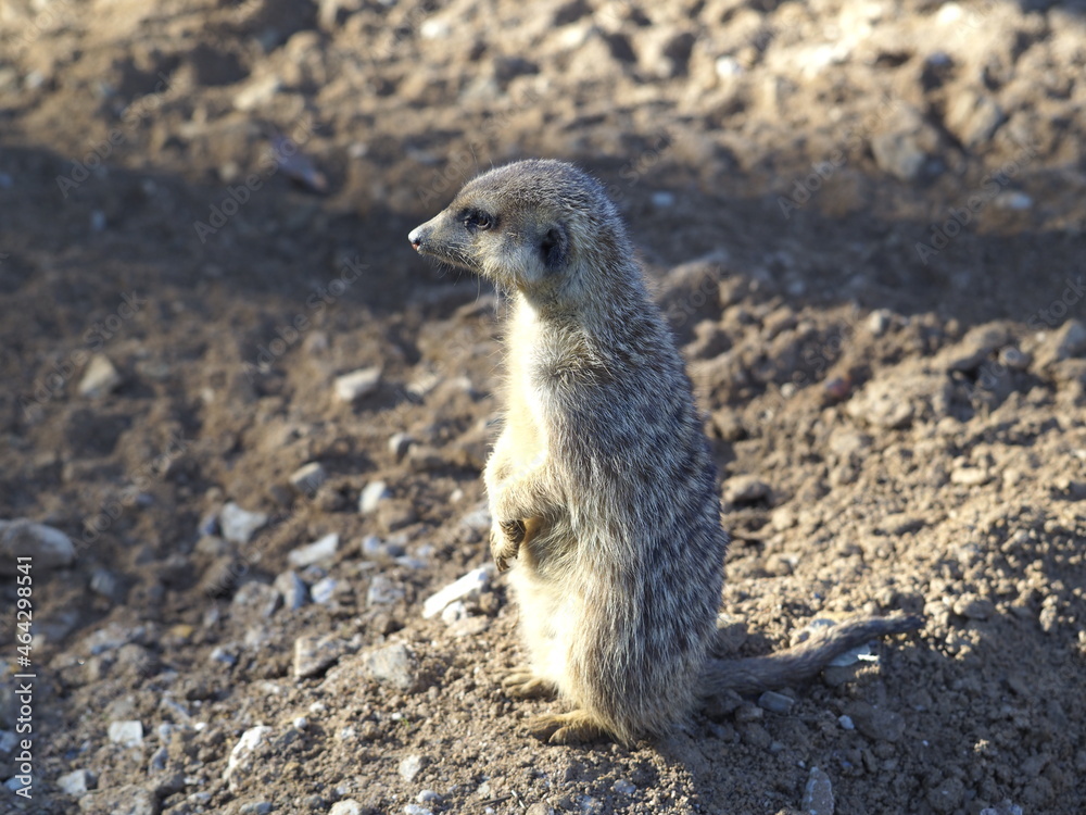 Erdmännchen/Meerkat Erdmännchen/Meerkat