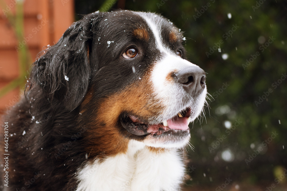 portrait of a bernese mountain dog in snow