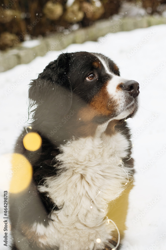 portrait of a bernese mountain dog fairy lights winter snow