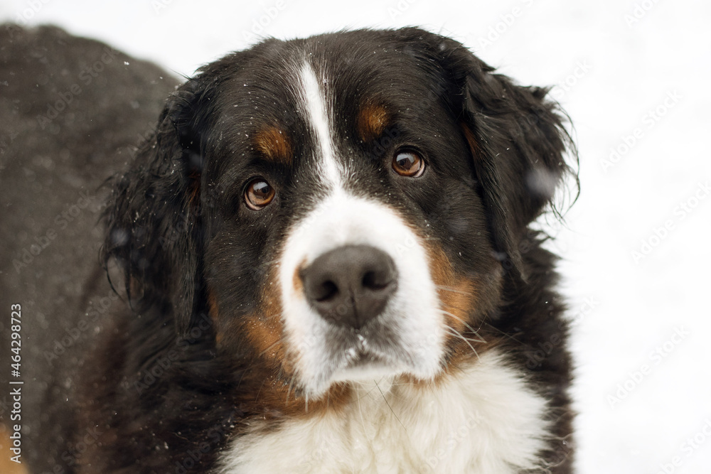 portrait of a beautiful bernese mountain dog on snow winter