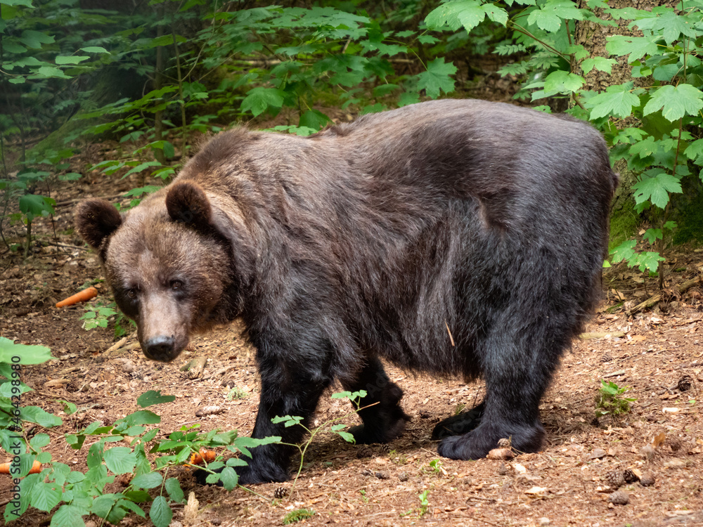 Brown bear standing in a forest and looking in the camera. Cute wild animal observing its environment with attention. Green leaves and tall trees in the background. Brown bear standing in a forest and looking in the camera. Cute wild animal observing its environment with attention. Green leaves and tall trees in the background.