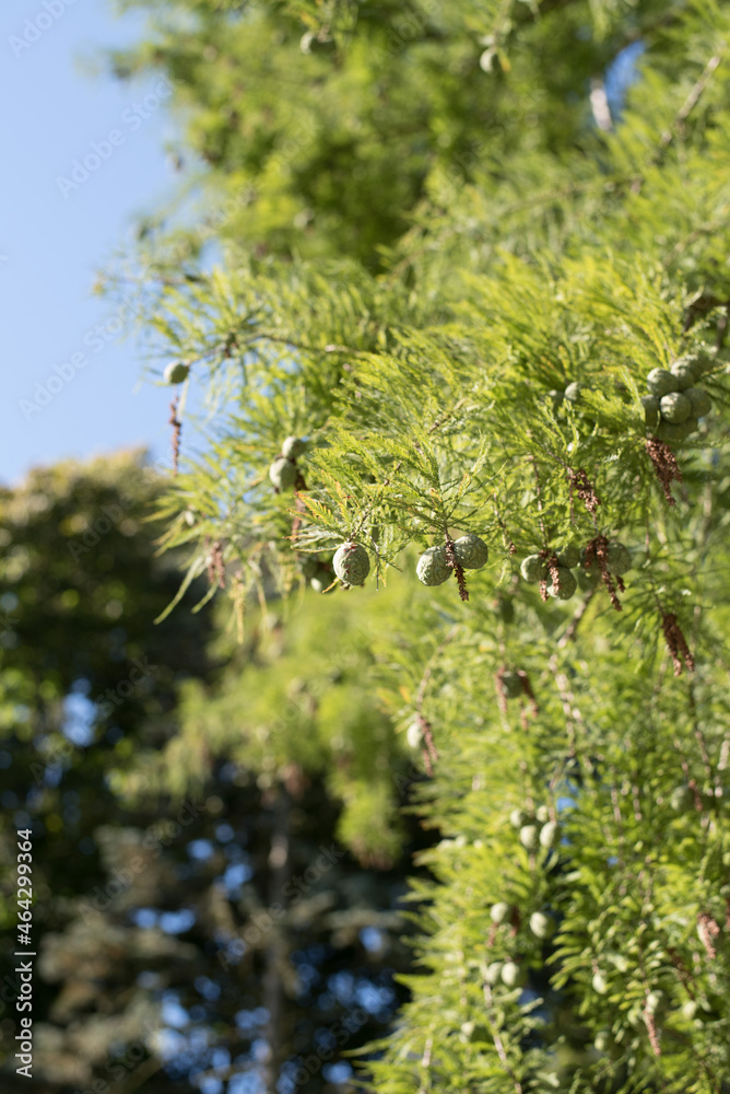 cones needles of a coniferus green photo cones needles of a coniferus green photo