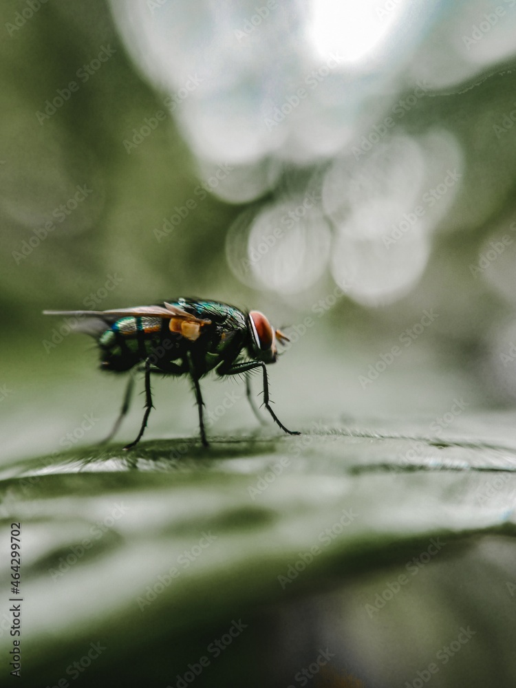Naklejka premium fly on leaf