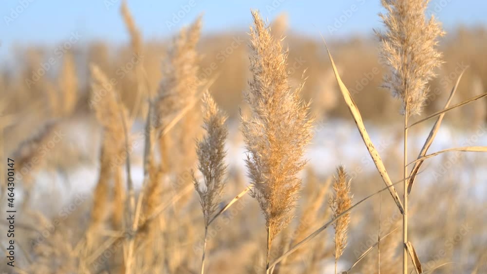 Reeds sways in the wind against the backdrop of snow. Close-up of reeds. Natural background, Reeds in the wind. Winter landscape Reeds sways in the wind against the backdrop of snow. Close-up of reeds. Natural background, Reeds in the wind. Winter landscape