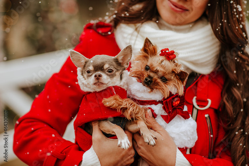 Woman holding stylish dressed Chihuahua and Yorkie against Christmas decorations