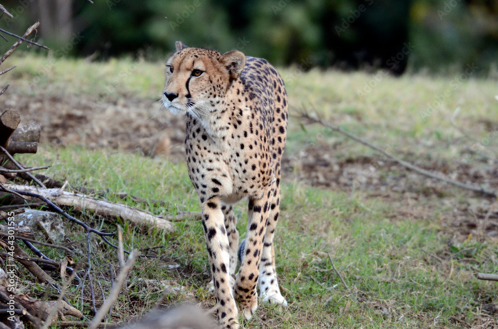チーター チーター
