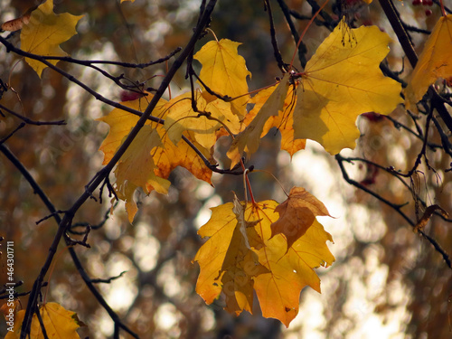 leaves