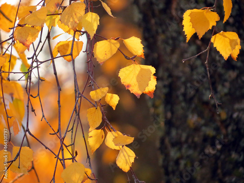 autumn leaves in the forest