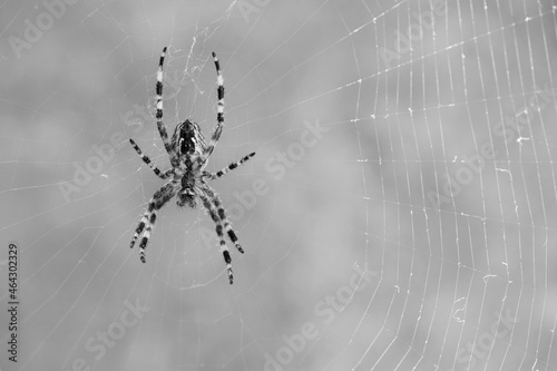 monochrome photo. horror, halloween. large spider, Araneus, sitting on a web. Spider. Macro photo of a garden spider on a web against a natural gray background. isolated, close-up, place for text