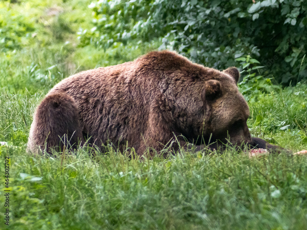 Brown bear lying between green plants on a meadow and eating food. Calm wild animal in its environment. Brown bear lying between green plants on a meadow and eating food. Calm wild animal in its environment.