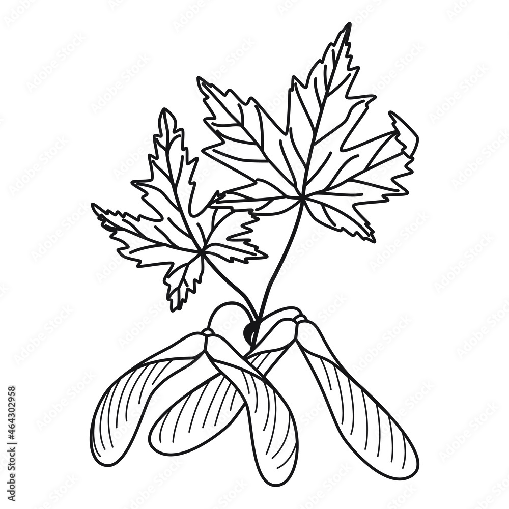 Poplar leaves and seeds, vector outline Poplar leaves and seeds, vector outline
