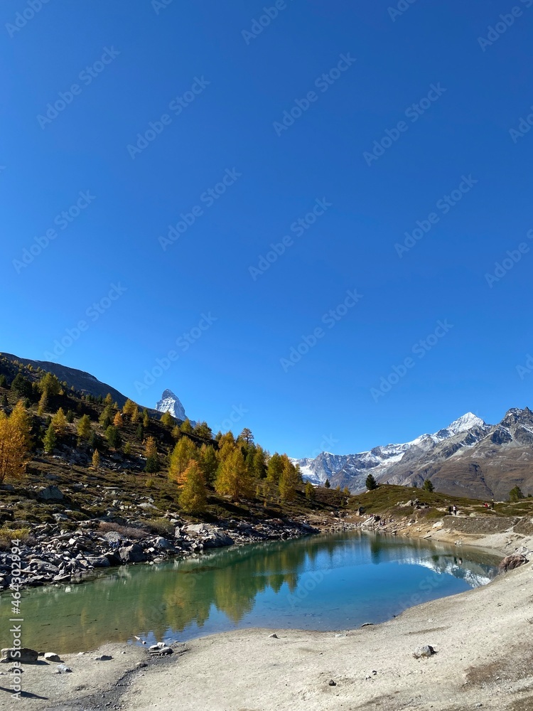 Larch trees radiate in yellow and gold in the Zermatt valley in front of the Matterhorn.	