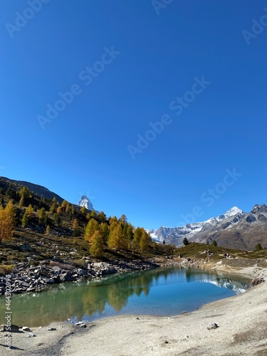 Larch trees radiate in yellow and gold in the Zermatt valley in front of the Matterhorn. 