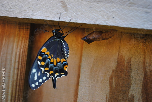 Swallowtail Butterfly Free from Chrysalis