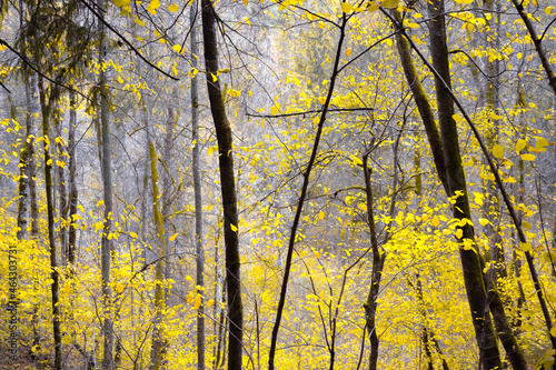 Autumn trees in the forest, yellow tones, abstract artistic composition